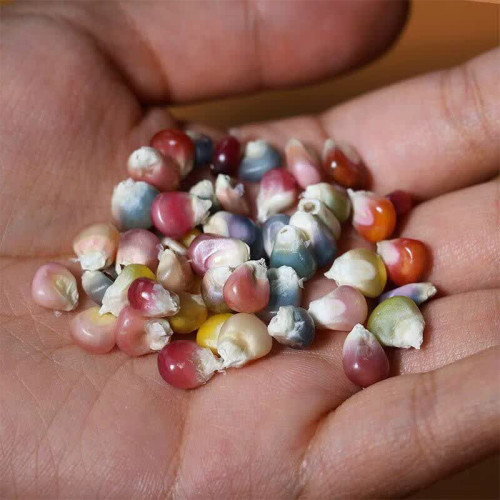 Glass Gem Corn Seeds – Ornamental Flint Corn, Rainbow Kernels for Decoration & Collectibles