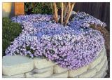 Creeping Thyme Seed Flower Rock Cress Ground Cover Plant Carpet Evergreen Grass Easy to Grow for Garden Lawn - (Color: 7)