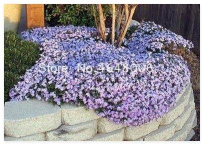 Creeping Thyme Seed Flower Rock Cress Ground Cover Plant Carpet Evergreen Grass Easy to Grow for Garden Lawn - (Color: 7)