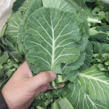 Yuanfeng Leaf Cabbage Hybrid Seeds | Vigorous Growing, Cold & Disease Resistant, High-Yield, Easy to Cultivate