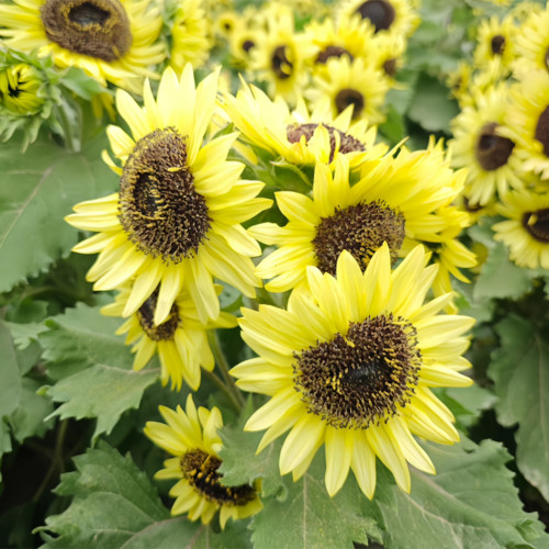 Duotou Nuanyang Sunflower Seeds - Dwarf Multi-head Variety, Easy to Grow, Drought Tolerant, Suitable for Beginners