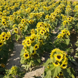 Duotou Nuanyang Sunflower Seeds - Dwarf Multi-head Variety, Easy to Grow, Drought Tolerant, Suitable for Beginners