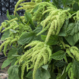 Green Love-lies-bleeding Flower Seeds – Amaranthus caudatus, Drooping Whip-Shaped Blooms for Cut Flowers & Borders