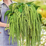 Green Love-lies-bleeding Flower Seeds – Amaranthus caudatus, Drooping Whip-Shaped Blooms for Cut Flowers & Borders