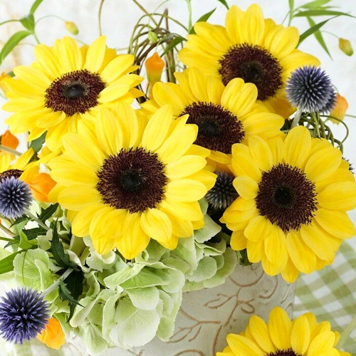 Vincent Yuzu-colored Sunflower Seeds - Unique flower color, easy to plant and maintain, suitable for all gardeners