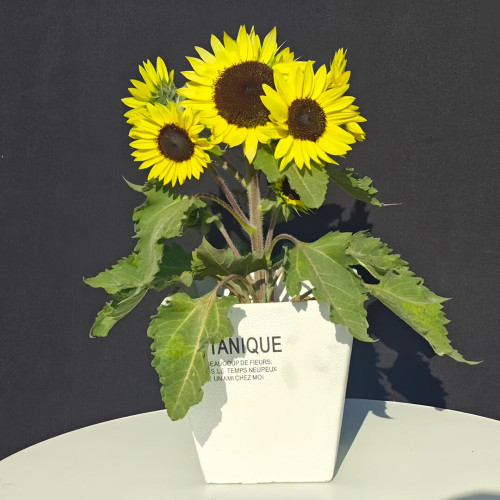 Duotou Nuanyang Sunflower Seeds - Dwarf Multi-head Variety, Easy to Grow, Drought Tolerant, Suitable for Beginners