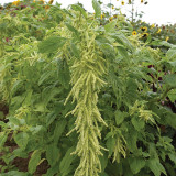 Green Love-lies-bleeding Flower Seeds – Amaranthus caudatus, Drooping Whip-Shaped Blooms for Cut Flowers & Borders