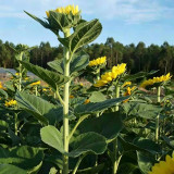 Vincent Yuzu-colored Sunflower Seeds - Unique flower color, easy to plant and maintain, suitable for all gardeners