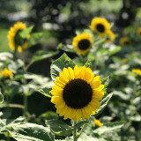 Vincent Yuzu-colored Sunflower Seeds - Unique flower color, easy to plant and maintain, suitable for all gardeners