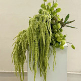 Green Love-lies-bleeding Flower Seeds – Amaranthus caudatus, Drooping Whip-Shaped Blooms for Cut Flowers & Borders
