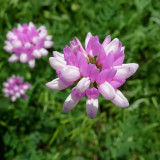 Crown Vetch Seeds | Securigera varia, Pink White Flower Perennial Ground Cover for Erosion Control & Landscaping