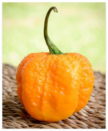 Yellow Carolina Reaper (HP22B) Premium Seeds, World's Hottest Chili Pepper