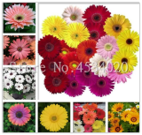 Gerbera Seeds, Rare Daisy Flowers, Mixed Color, Long Blooming Perennial for Outdoor Garden & Pots