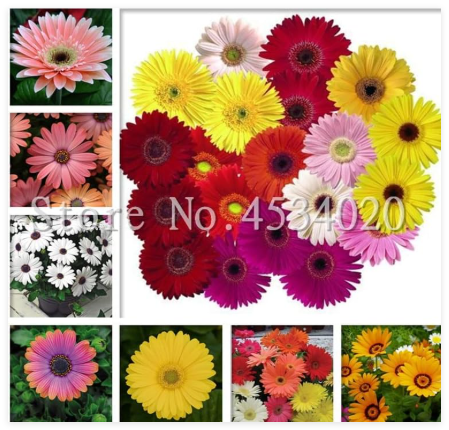 Gerbera Seeds, Rare Daisy Flowers, Mixed Color, Long Blooming Perennial for Outdoor Garden & Pots