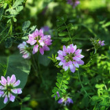 Crown Vetch Seeds | Securigera varia, Pink White Flower Perennial Ground Cover for Erosion Control & Landscaping