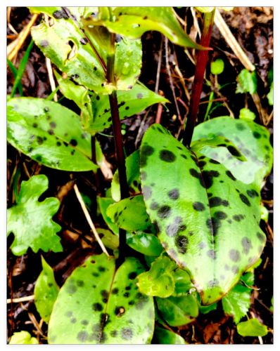 Toad Lily (Tricyrtis) Rhizomes, Shade Garden Flower