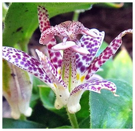Toad Lily (Tricyrtis) Rhizomes, Shade Garden Flower