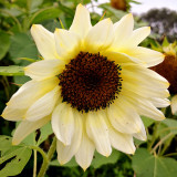 White Lover Sunflower Seeds – High-quality variety, easy to grow, long blooming period, ideal choice for gardeners