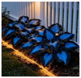 Blue Black Hosta Seeds – Perennial Shade Plant