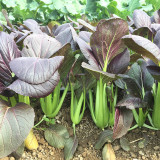 Purple Bok Choy Seeds – F1 Hybrid, Vigorous Growth, Bolt Tolerant & High Yield for Home & Farm