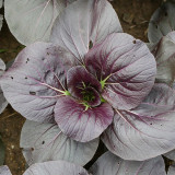Purple Bok Choy Seeds – F1 Hybrid, Vigorous Growth, Bolt Tolerant & High Yield for Home & Farm