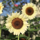 White Lover Sunflower Seeds – High-quality variety, easy to grow, long blooming period, ideal choice for gardeners