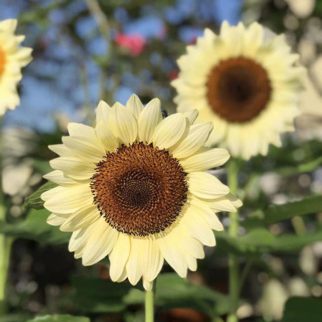 White Lover Sunflower Seeds – High-quality variety, easy to grow, long blooming period, ideal choice for gardeners