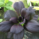 Purple Bok Choy Seeds – F1 Hybrid, Vigorous Growth, Bolt Tolerant & High Yield for Home & Farm