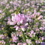 Crown Vetch Seeds | Securigera varia, Pink White Flower Perennial Ground Cover for Erosion Control & Landscaping
