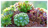 Mixed Sempervivum Hen and Chicks Seeds, Ornamental Rock Garden Plants