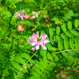 Crown Vetch Seeds | Securigera varia, Pink White Flower Perennial Ground Cover for Erosion Control & Landscaping
