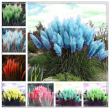 Mixed Pampas Grass Seeds, Cortaderia selloana, Hardy Perennial Ornamental Grass