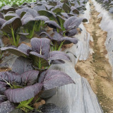 Purple Bok Choy Seeds – F1 Hybrid, Vigorous Growth, Bolt Tolerant & High Yield for Home & Farm