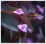 Purple Heart Live Cuttings 6-8 Inches, Beautiful Purple Foliage Ground Cover Plant