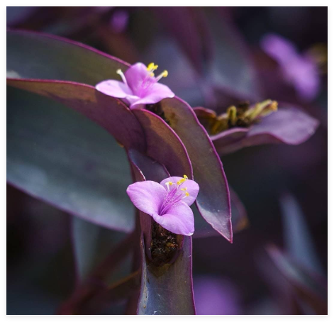 Purple Heart Live Cuttings 6-8 Inches, Beautiful Purple Foliage Ground Cover Plant