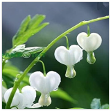 White Bleeding Heart Seeds (Dicentra Spectabilis 'Alba'), Heart-Shaped Perennial Flowers