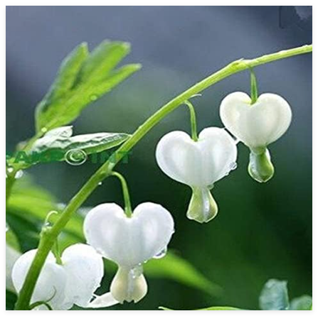 White Bleeding Heart Seeds (Dicentra Spectabilis 'Alba'), Heart-Shaped Perennial Flowers