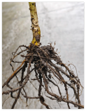 Toad Lily (Tricyrtis) Rhizomes, Shade Garden Flower