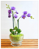 Purple Phalaenopsis Orchid Seeds, Long-Blooming Perennial for Indoor Pots