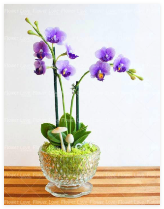Purple Phalaenopsis Orchid Seeds, Long-Blooming Perennial for Indoor Pots