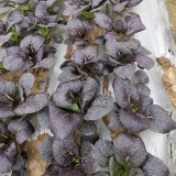 Purple Bok Choy Seeds – F1 Hybrid, Vigorous Growth, Bolt Tolerant & High Yield for Home & Farm