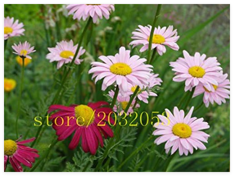 Dalmatian pyrethrum Seeds Mixed