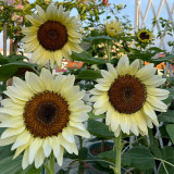 White Lover Sunflower Seeds – High-quality variety, easy to grow, long blooming period, ideal choice for gardeners