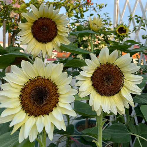 White Lover Sunflower Seeds – High-quality variety, easy to grow, long blooming period, ideal choice for gardeners