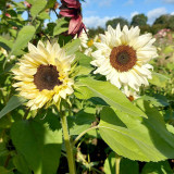 White Lover Sunflower Seeds – High-quality variety, easy to grow, long blooming period, ideal choice for gardeners