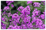 Hesperis Matronalis Seeds, Fragrant Purple Dames Rocket Perennial Flowers