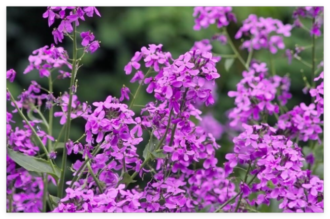 Hesperis Matronalis Seeds, Fragrant Purple Dames Rocket Perennial Flowers