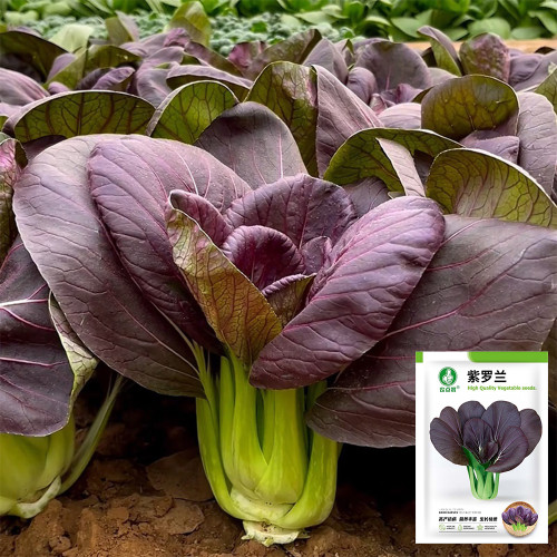 Purple Bok Choy Seeds – F1 Hybrid, Vigorous Growth, Bolt Tolerant & High Yield for Home & Farm