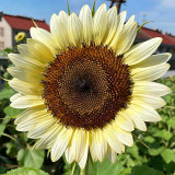 White Lover Sunflower Seeds – High-quality variety, easy to grow, long blooming period, ideal choice for gardeners