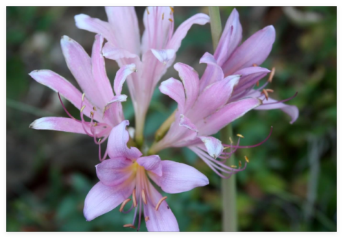 Magic Naked Lady (Lycoris squamigera), Resurrection Lily Pink Flower Bulbs
